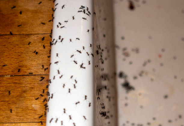 Best Bed Bug Extermination  in Meeker, CO