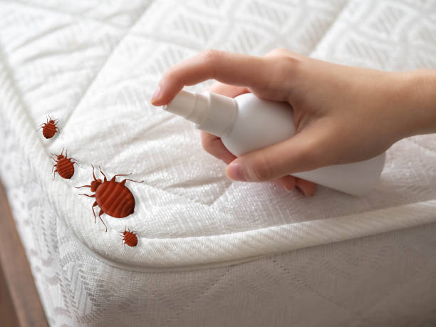 Best Cockroach Control Services  in Meeker, CO