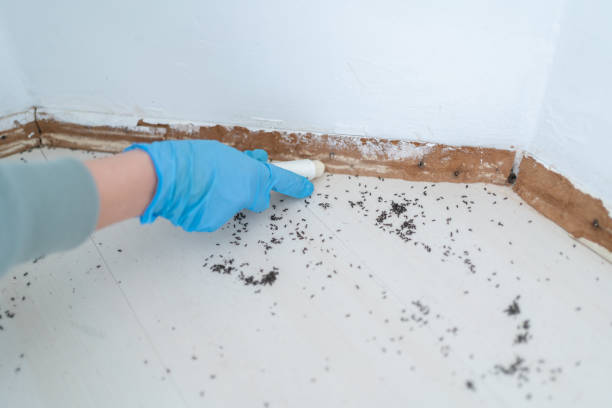 Best Pest Removal Services  in Meeker, CO